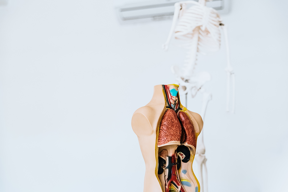 Anatomy class to children of primaría with a dummy of the human Anatomy class to children of primaría with a dummy of the human body