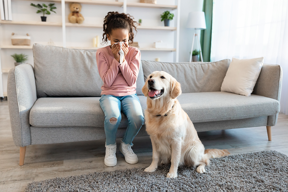 Animal Allergy. African American girl sneezing, suffering from nasal congestion Animal Allergy Concept. Sick African American girl sneezing and holding tissue, ill kid suffering from nasal congestion and runny nose caused by her dog, sitting on sofa at home