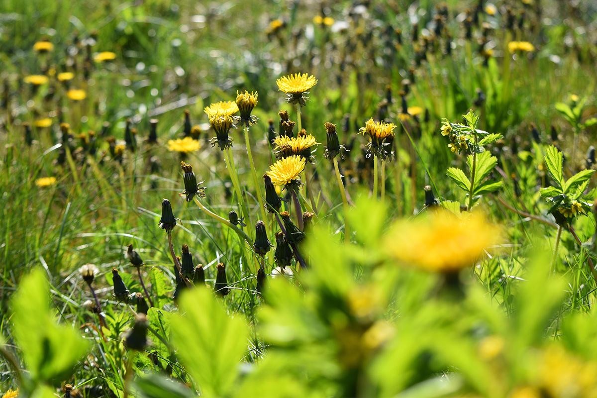 dandelions-and-hay-fever-and-allergies-allergy-se-2023-11-27-05-35-52-utc dandelions-and-hay-fever-and-allergies-allergy-se-2023-11-27-05-35-52-utc