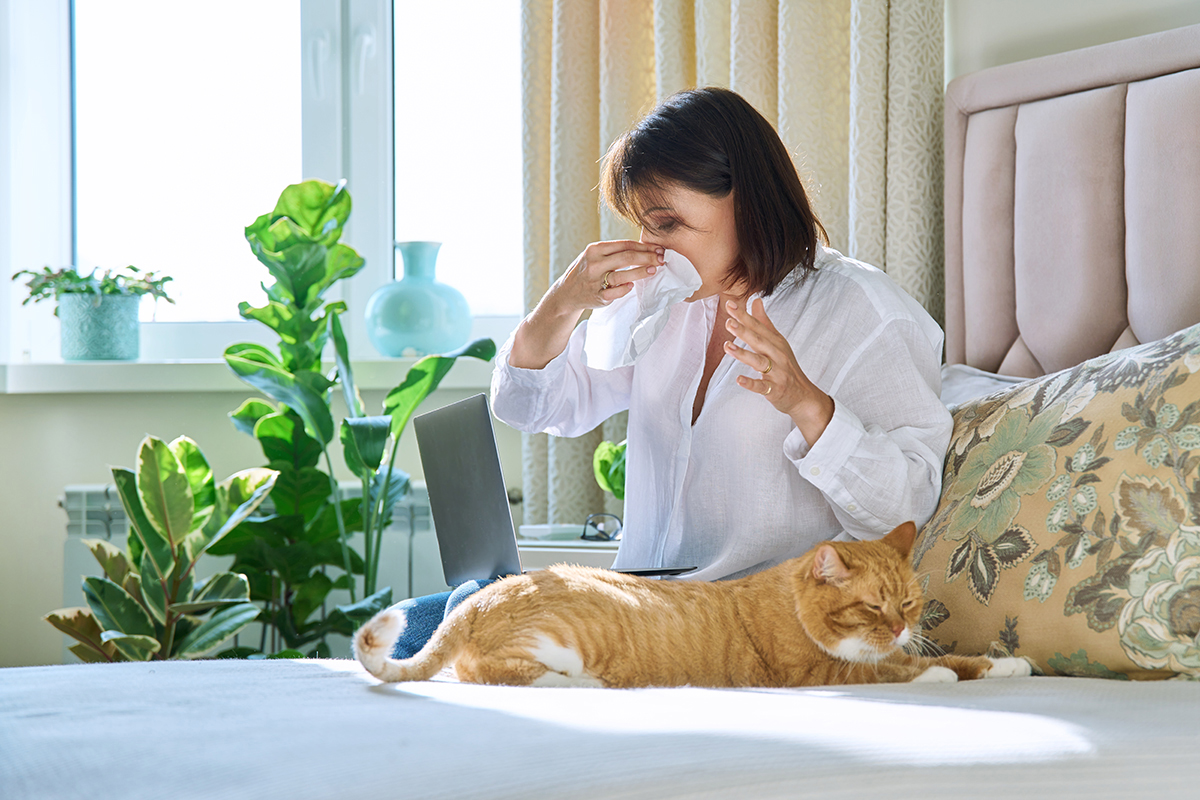 Woman sneezing allergic to domestic cat fur Woman sneezing allergic to domestic cat fur. Female sitting on bed, sneezing in handkerchief, large red cat lying on bed near owner