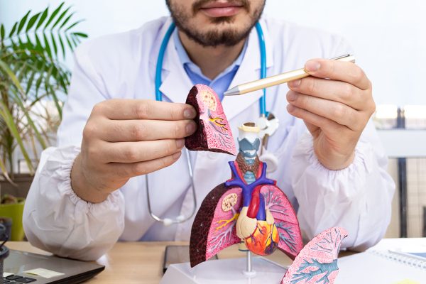 A doctor showing a patient an anatomical model of lungs