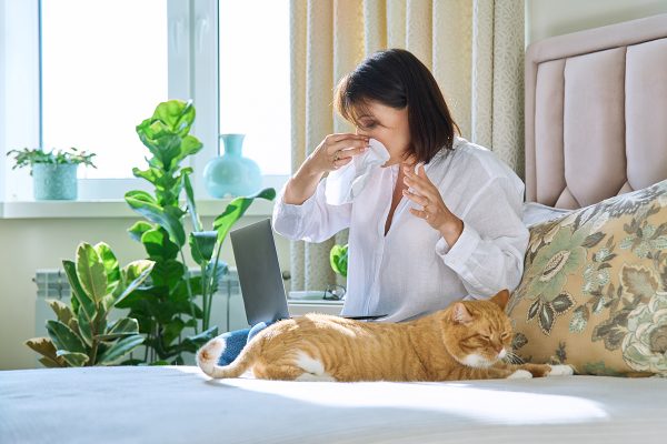 Woman sneezing allergic to domestic cat fur. Female sitting on bed, sneezing in handkerchief, large red cat lying on bed near owner